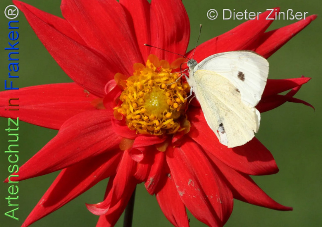 Bild zum Eintrag (1137184-160)