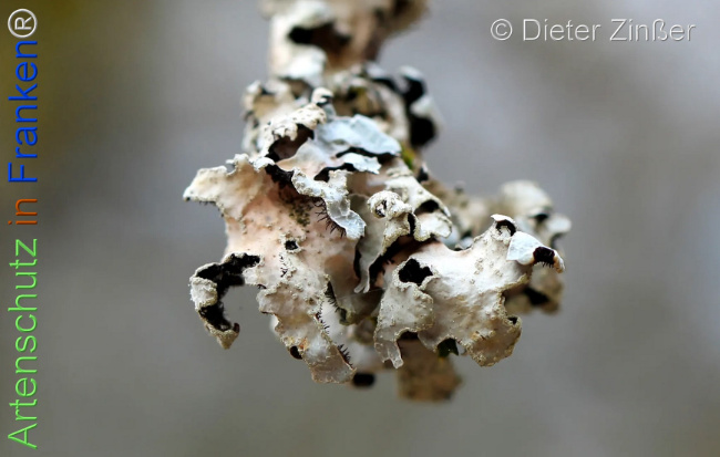 Bild zum Eintrag (1137278-160)