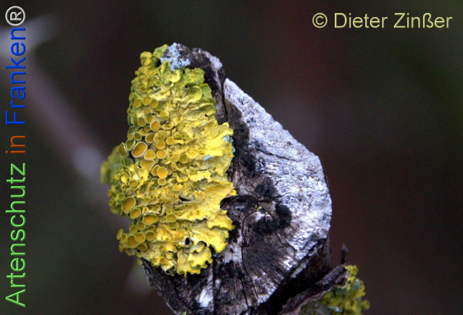 Bild zum Eintrag (1137282-160)