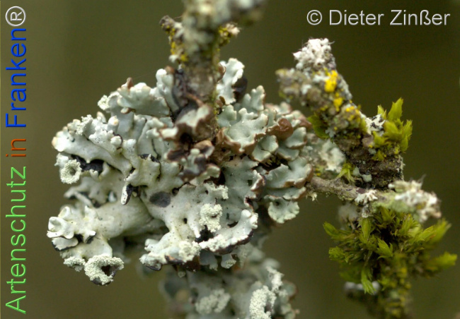 Bild zum Eintrag (1137283-160)