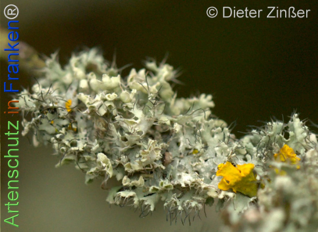 Bild zum Eintrag (1137284-160)