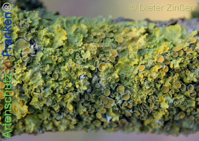 Bild zum Eintrag (1137286-160)