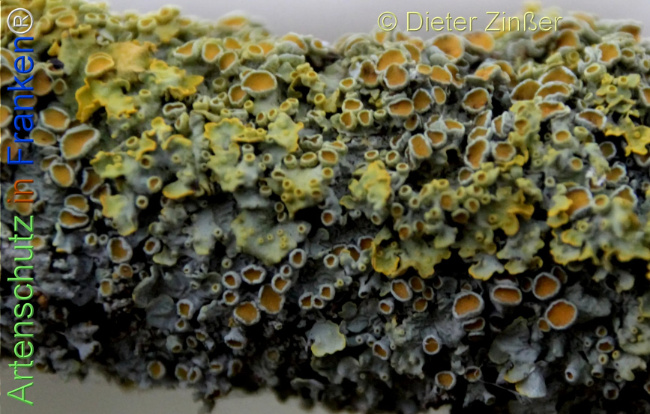 Bild zum Eintrag (1137287-160)