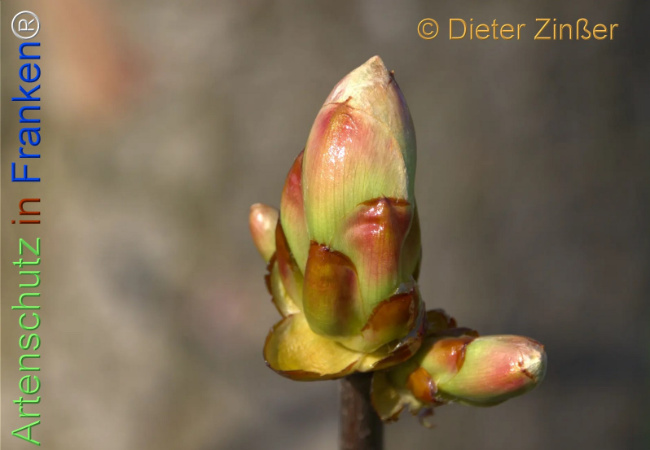 Bild zum Eintrag (1137373-160)