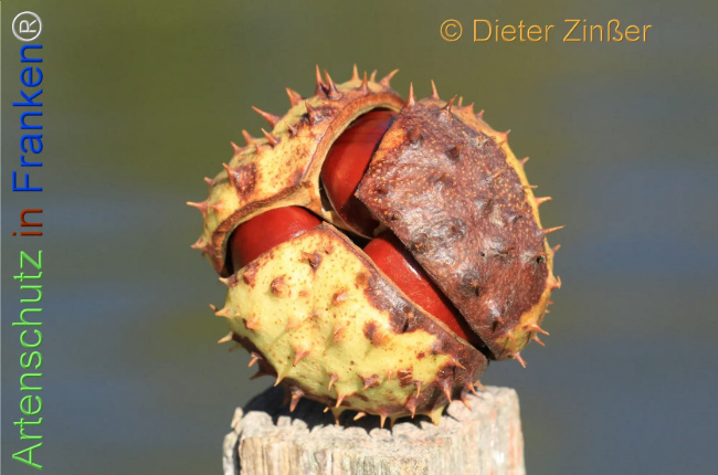 Bild zum Eintrag (1137377-160)