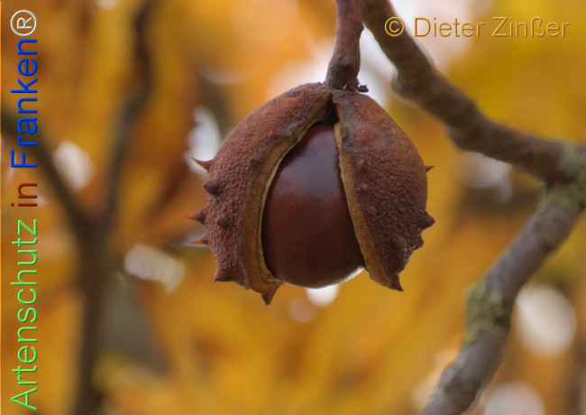 Bild zum Eintrag (1137378-160)