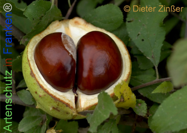 Bild zum Eintrag (1137380-160)