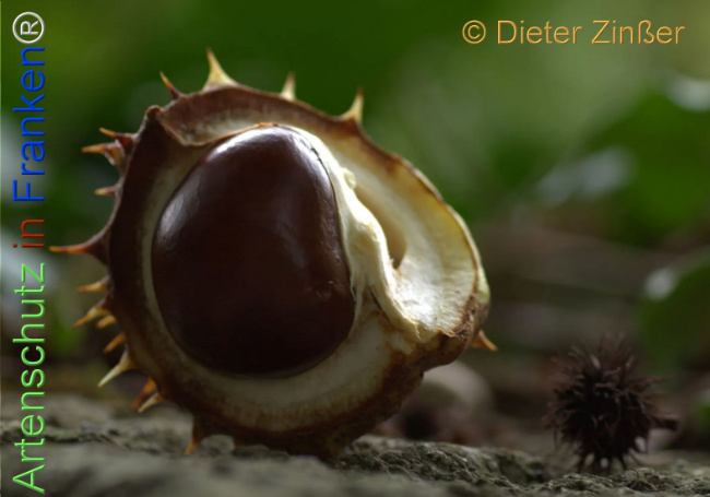 Bild zum Eintrag (1137391-160)