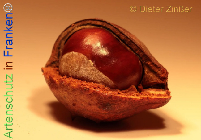 Bild zum Eintrag (1137392-160)