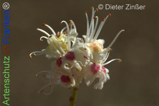 Bild zum Eintrag (1137397-160)