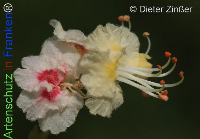 Bild zum Eintrag (1137398-160)