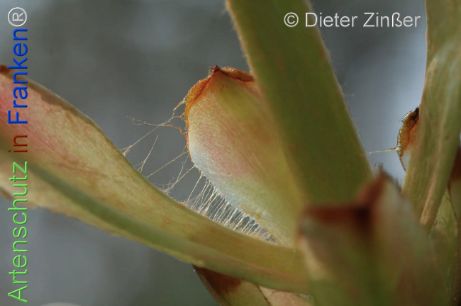 Bild zum Eintrag (1137400-160)