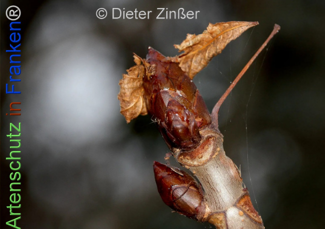 Bild zum Eintrag (1137403-160)