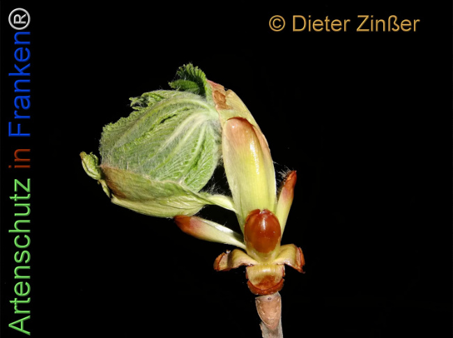 Bild zum Eintrag (1137406-160)