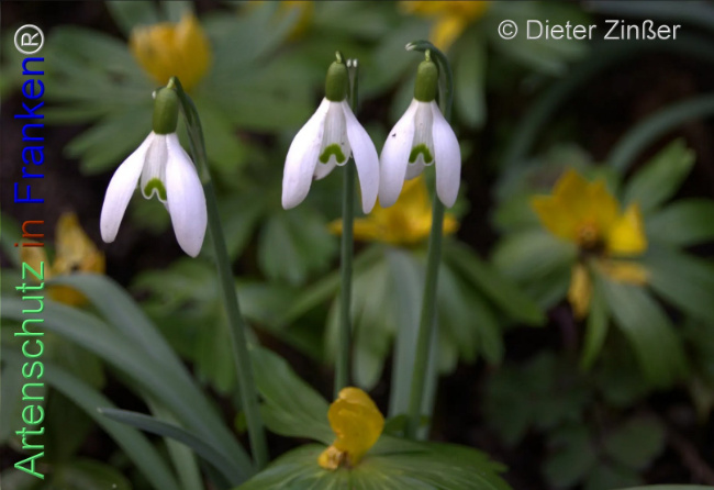 Bild zum Eintrag (1137722-160)