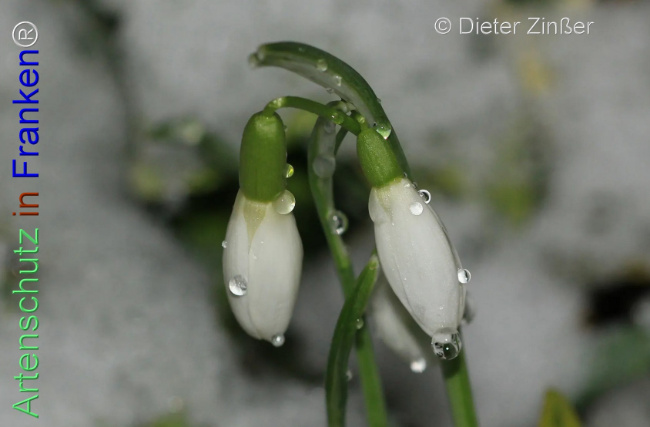 Bild zum Eintrag (1137732-160)