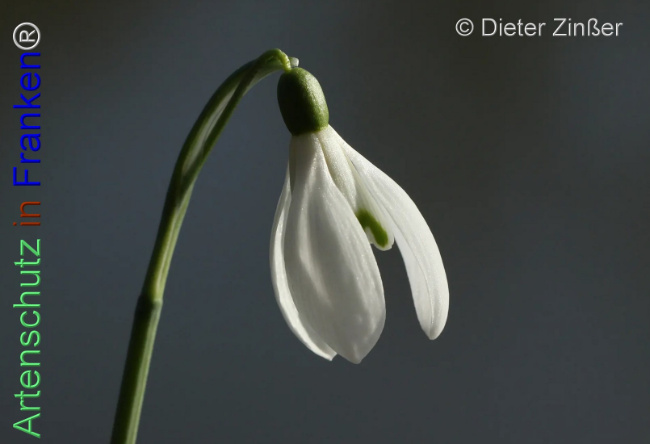 Bild zum Eintrag (1137733-160)