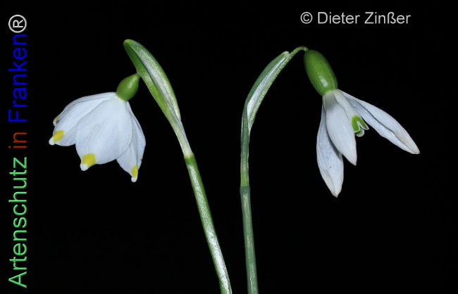 Bild zum Eintrag (1137734-160)