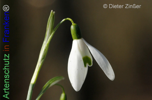 Bild zum Eintrag (1137735-160)