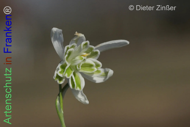 Bild zum Eintrag (1137741-160)