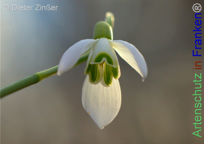 Bild zum Eintrag (1137742-160)