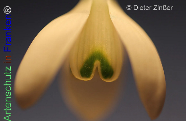 Bild zum Eintrag (1137743-160)