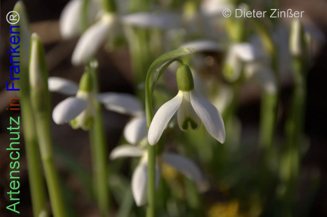 Bild zum Eintrag (1137744-160)