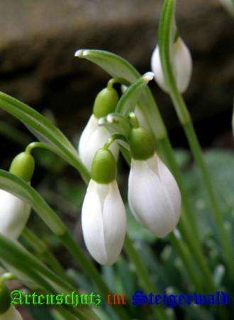 Bild zum Eintrag (1137745-160)