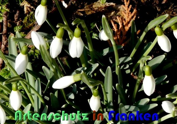 Bild zum Eintrag (1137752-160)