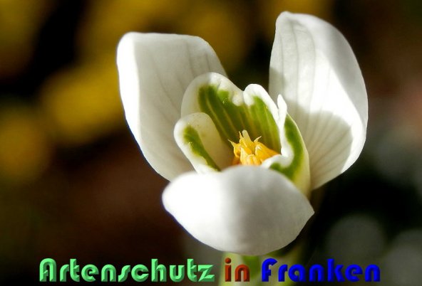 Bild zum Eintrag (1137753-160)