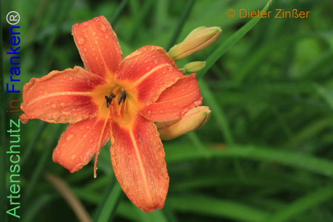 Bild zum Eintrag (1137776-160)