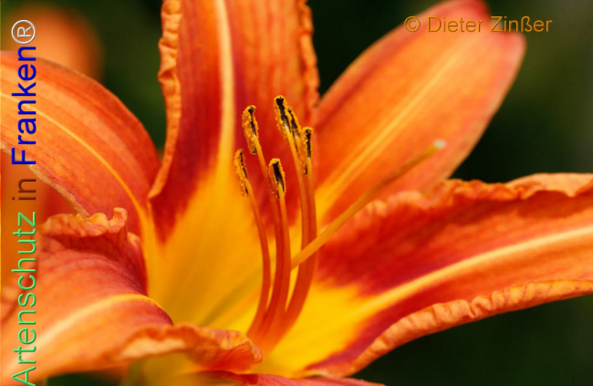 Bild zum Eintrag (1137777-160)