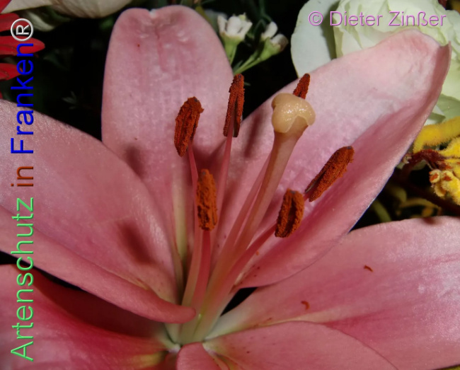 Bild zum Eintrag (1137782-160)