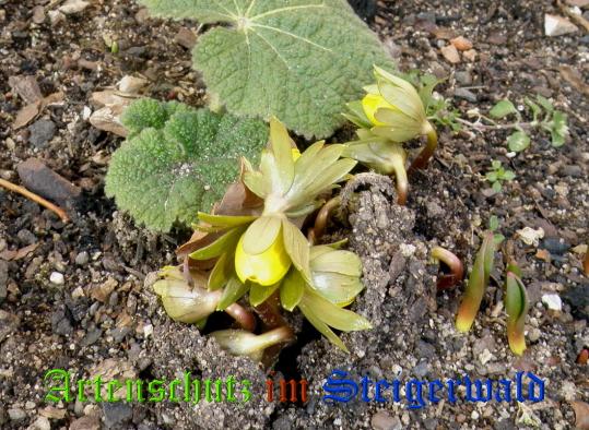 Bild zum Eintrag (1137796-160)