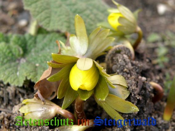 Bild zum Eintrag (1137798-160)