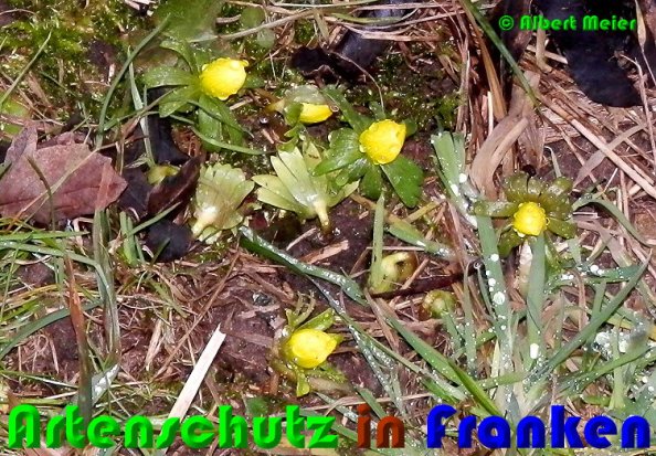 Bild zum Eintrag (1137800-160)