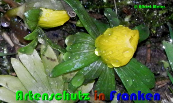 Bild zum Eintrag (1137801-160)