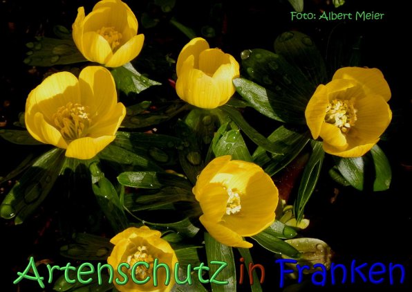 Bild zum Eintrag (1137808-160)