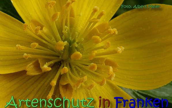 Bild zum Eintrag (1137810-160)