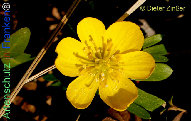 Bild zum Eintrag (1137815-160)