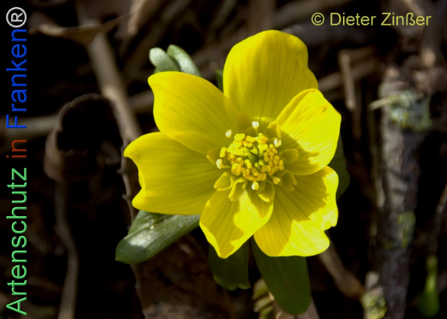 Bild zum Eintrag (1137816-160)