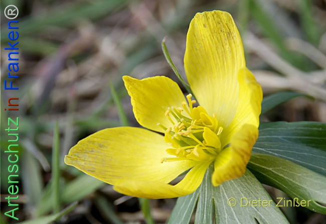 Bild zum Eintrag (1137817-160)