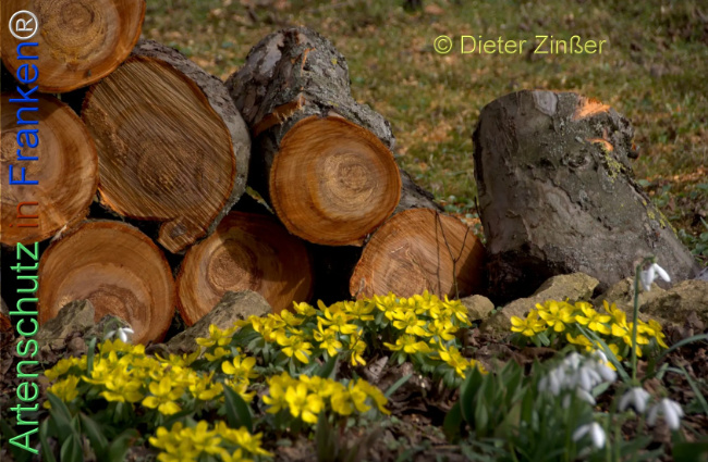 Bild zum Eintrag (1137820-160)