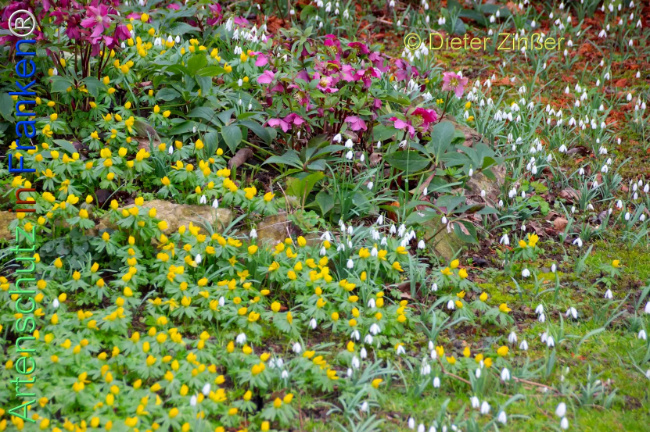 Bild zum Eintrag (1137821-160)