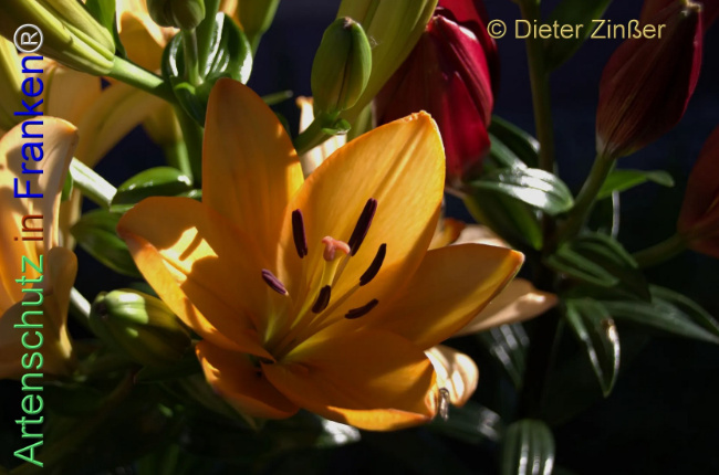 Bild zum Eintrag (1137963-160)