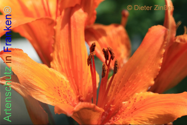 Bild zum Eintrag (1137968-160)