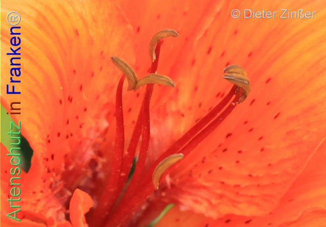 Bild zum Eintrag (1137969-160)