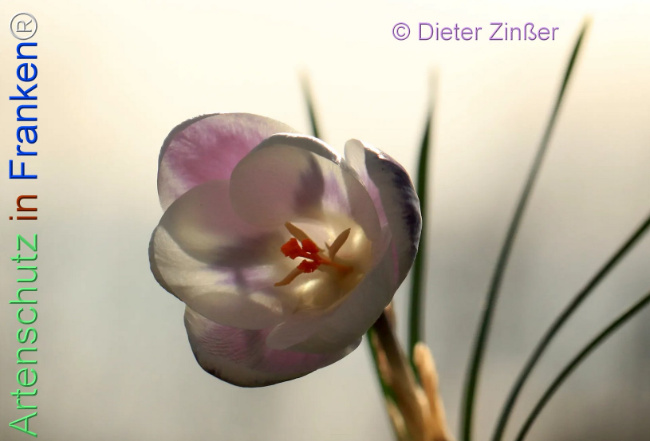 Bild zum Eintrag (1138270-160)