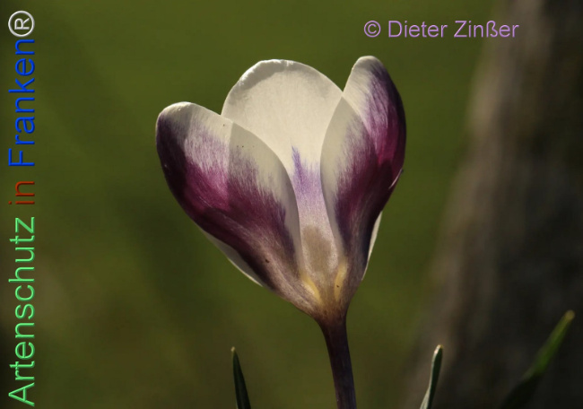 Bild zum Eintrag (1138271-160)