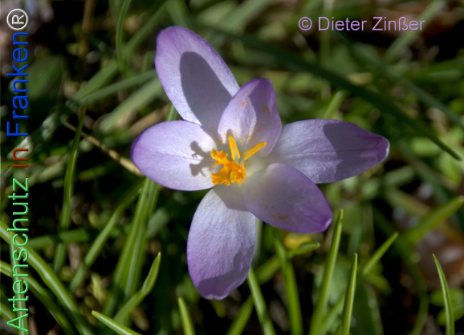 Bild zum Eintrag (1138272-160)